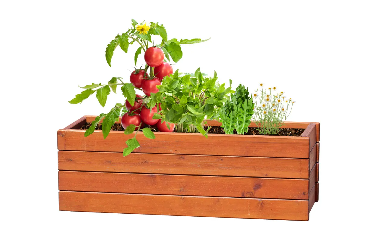 Set za uzgoj začinskog bilja Solmi AP722148 natural 84×84×32 mm-4