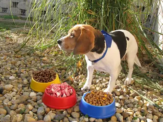 Posuda za pse Puppy AP718060 red-1